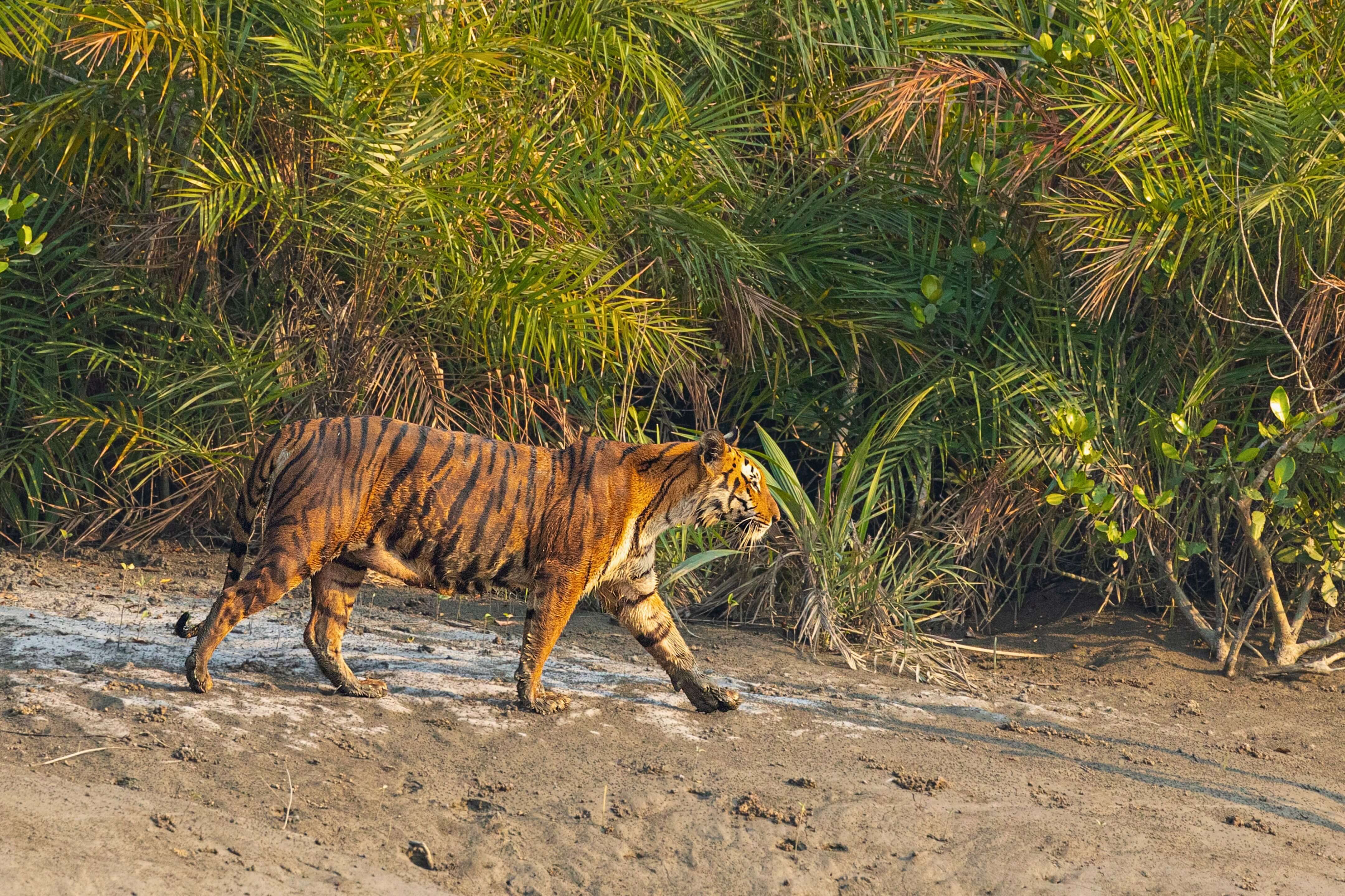 সুন্দরবন ট্যুর প্যাকেজ (৩ দিন ২ রাত) মাত্র ৭,৫০০