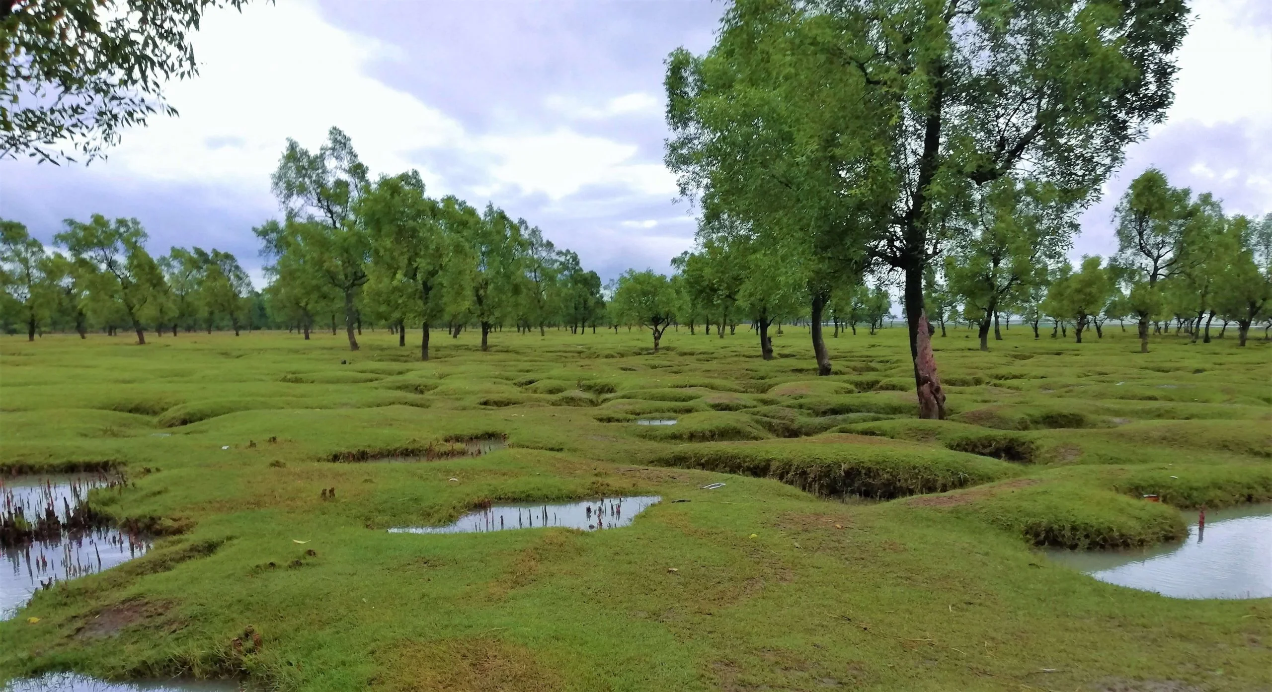 গুলিয়াখালী সমুদ্র সৈকত - Goarif