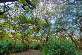 বাংলাদেশের সেরা ৫টি রহস্যময় জায়গা - কুহুডাক