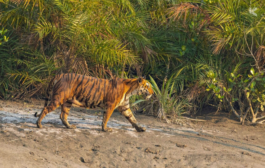 বাংলাদেশ 3 খুলনা বিভাগ - কুহুডাক