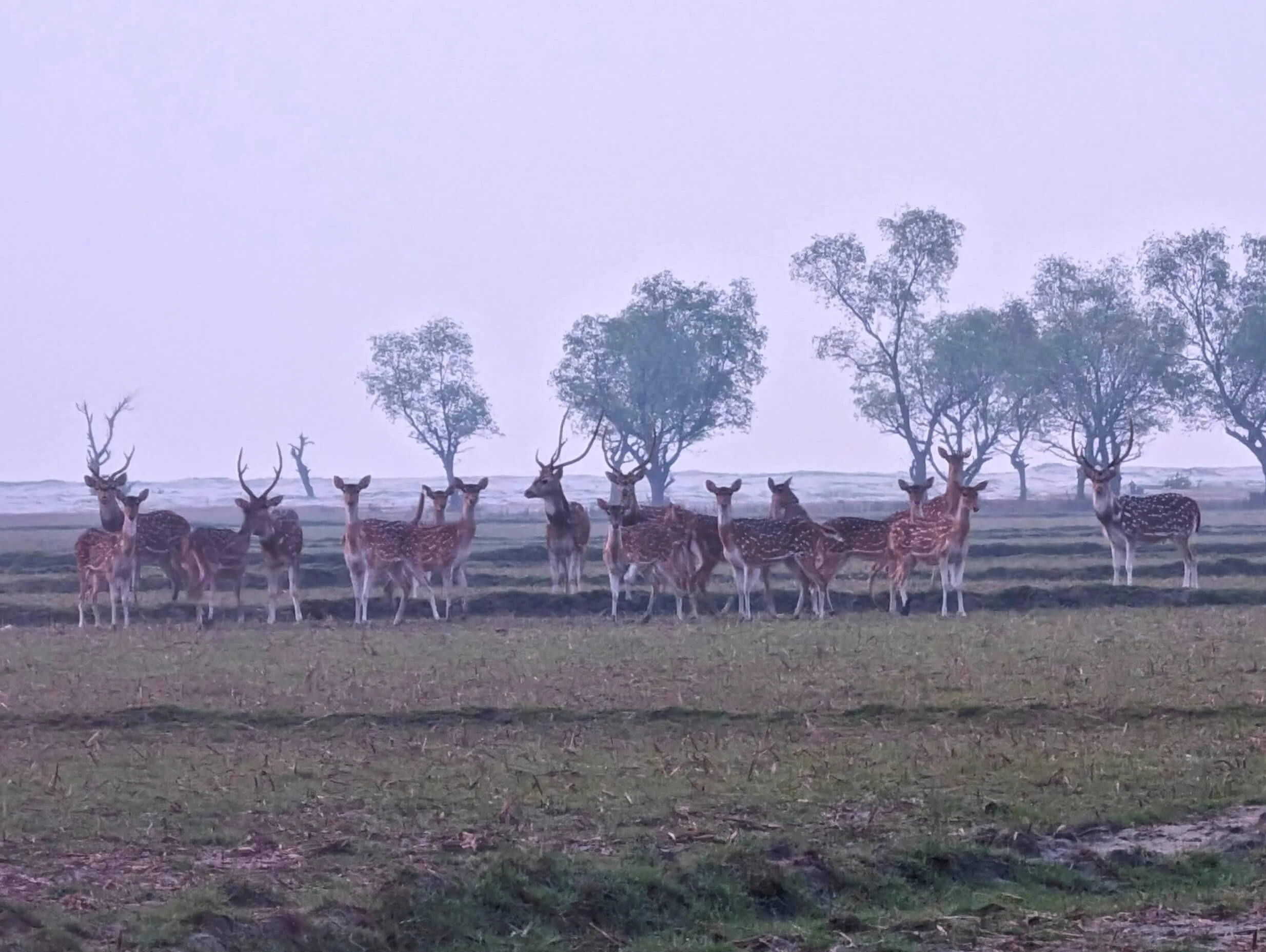 নিঝুম দ্বীপ, হাতিয়া - কুহুডাক