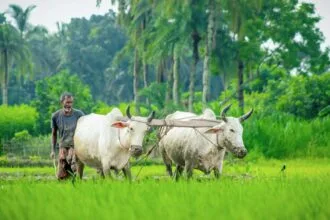 হাল বা লাঙল - কুহুডাক আর্কাইভ