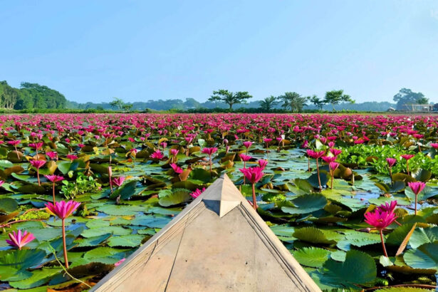 শাপলা গ্রাম, বরিশাল - কুহুডাক
