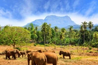 শ্রীলঙ্কা কিসের জন্য বিখ্যাত - কুহুডাক